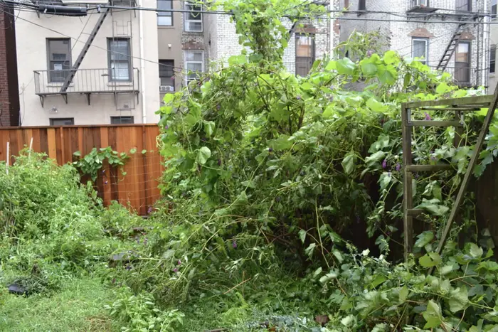 a Brooklyn backyard full of plant growth